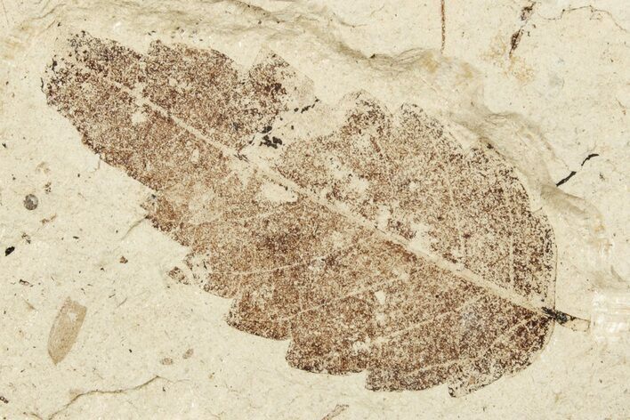 Fossil Leaf (Zelkova) - France #254228